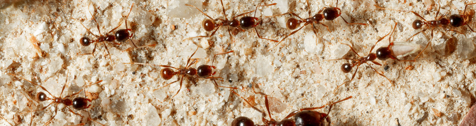 What are crazy ants an how to get rid of them - The Bug Master Pest