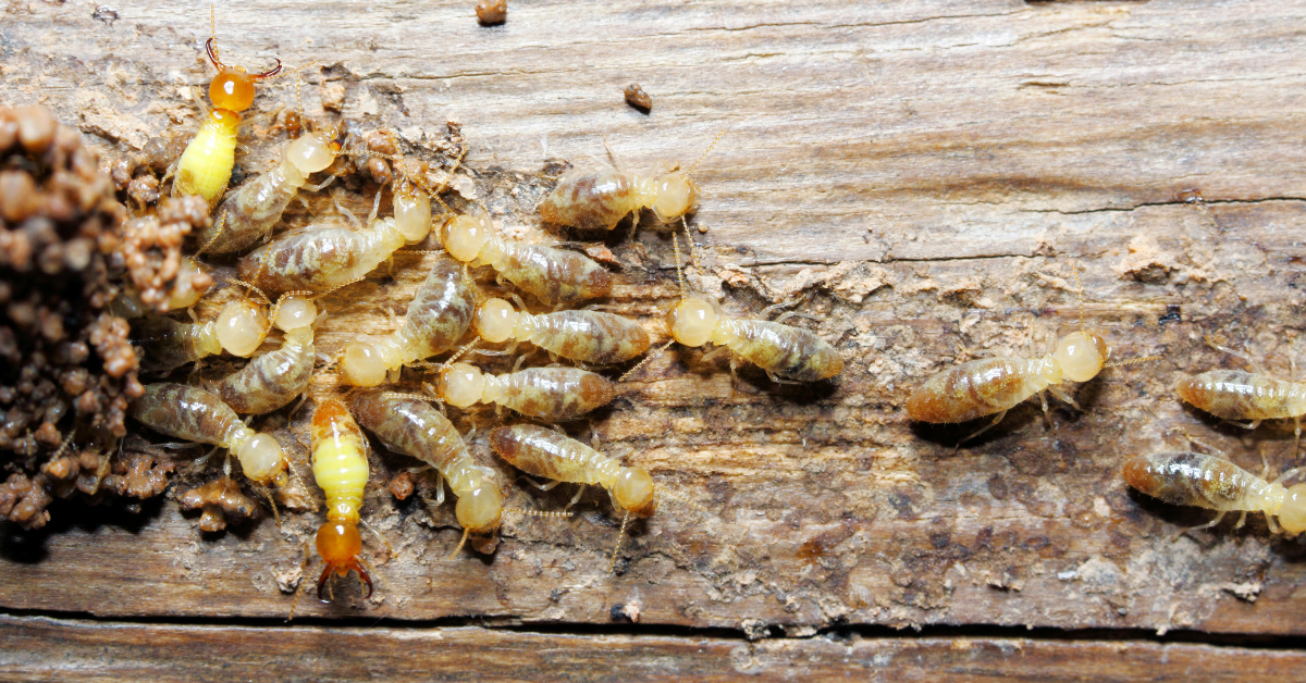 Termites eating wood on a home