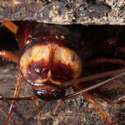 roach invading a house